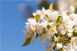Malus 'Harvest Gold' - Zierapfel 'Harvest Gold'