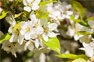 Malus 'Harvest Gold' - Zierapfel 'Harvest Gold'