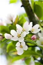 Malus 'Harvest Gold' - Zierapfel 'Harvest Gold'