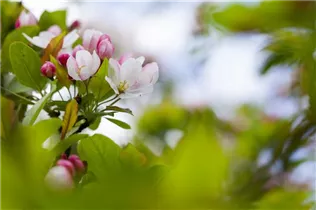 Malus 'Harvest Gold' - Zierapfel 'Harvest Gold'