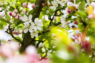 Malus 'Harvest Gold' - Zierapfel 'Harvest Gold'