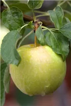 Malus domestica 'Pinova'(s) - Apfel 'Pinova'(s)