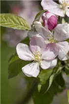 Malus domestica 'Pinova'(s) - Apfel 'Pinova'(s)