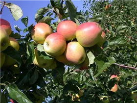 Malus domestica 'Pinova'(s) - Apfel 'Pinova'(s)