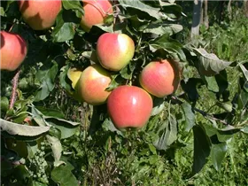 Malus domestica 'Pinova'(s) - Apfel 'Pinova'(s)