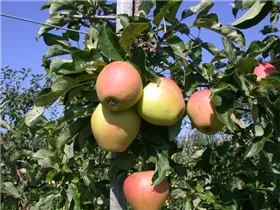 Malus domestica 'Pinova'(s) - Apfel 'Pinova'(s)