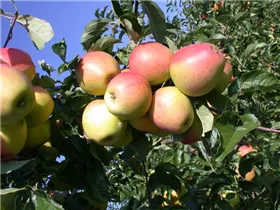 Malus domestica 'Prinzenapfel' - Herbstapfel 'Prinzenapfel' Malus domestica 'Prinzenapfel' - Herbstapfel 'Prinzenapfel'