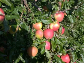 Malus domestica 'Pinova'(s) - Apfel 'Pinova'(s)