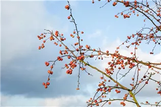 Malus Hybride - Zier-Apfel