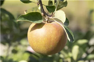 Malus domestica 'Pomgold' - Apfel 'Pomgold'