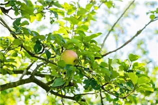Malus domestica 'Prinzenapfel' - Herbstapfel 'Prinzenapfel' Malus domestica 'Prinzenapfel' - Herbstapfel 'Prinzenapfel'
