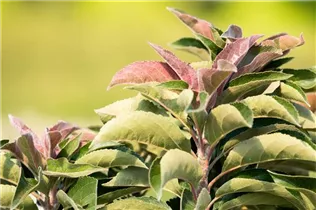 Malus 'Pom Pom' - Zierapfel 'Pom Pom'