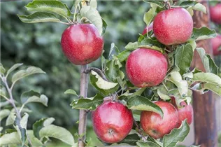 Malus domestica 'Red Prince®' - Apfel 'Red Prince'® Malus domestica 'Red Prince®' - Apfel 'Red Prince'®