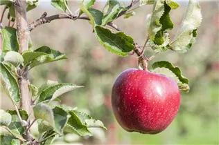 Malus domestica 'Red Prince®' - Apfel 'Red Prince'® Malus domestica 'Red Prince®' - Apfel 'Red Prince'®