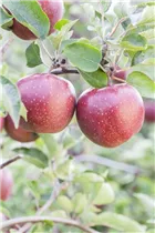 Malus domestica 'Red Prince®' - Apfel 'Red Prince'® Malus domestica 'Red Prince®' - Apfel 'Red Prince'®