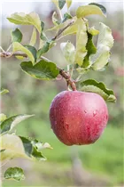 Malus domestica 'Red Prince®' - Apfel 'Red Prince'® Malus domestica 'Red Prince®' - Apfel 'Red Prince'®