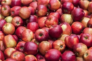 Malus domestica 'Red Prince®' - Apfel 'Red Prince'® Malus domestica 'Red Prince®' - Apfel 'Red Prince'®