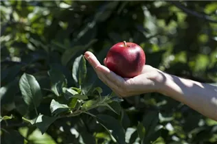 Malus domestica 'Red Prince®' - Apfel 'Red Prince'® Malus domestica 'Red Prince®' - Apfel 'Red Prince'®