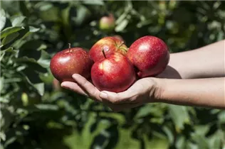 Malus domestica 'Red Prince®' - Apfel 'Red Prince'® Malus domestica 'Red Prince®' - Apfel 'Red Prince'®