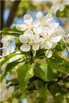 Malus 'Red Jewel' - Zierapfel 'Red Jewel'