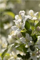 Malus 'Red Jewel' - Zierapfel 'Red Jewel'