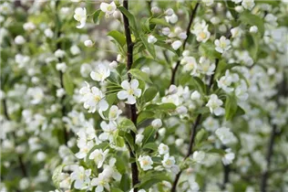 Malus 'Red Jewel' - Zierapfel 'Red Jewel'