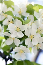 Malus 'Red Jewel' - Zierapfel 'Red Jewel'