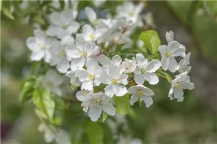 Malus 'Red Jewel' - Zierapfel 'Red Jewel'