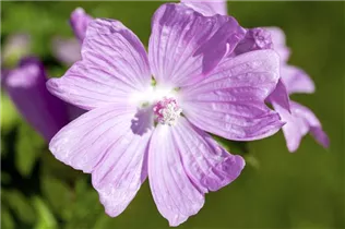 Malva moschata - Moschus-Malve Malva moschata - Moschus-Malve