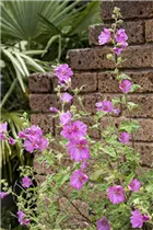Malva moschata - Moschus-Malve Malva moschata - Moschus-Malve