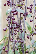 Malus 'Royal Beauty' - Zierapfel 'Royal Beauty'