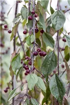 Malus 'Royal Beauty' - Zierapfel 'Royal Beauty'