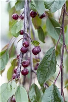 Malus 'Royal Beauty' - Zierapfel 'Royal Beauty'