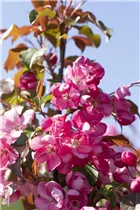 Malus 'Rudolph' - Zierapfel 'Rudolph'