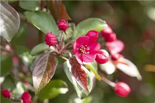 Malus 'Rudolph' - Zierapfel 'Rudolph'