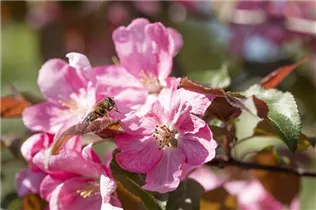 Malus 'Rudolph' - Zierapfel 'Rudolph'