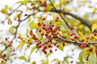 Malus sargentii - Kleinfruchtiger Zierapfel Malus sargentii - Kleinfruchtiger Zierapfel