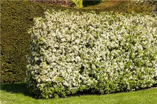 Malus sargentii - Kleinfruchtiger Zierapfel Malus sargentii - Kleinfruchtiger Zierapfel