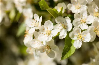 Malus sargentii - Kleinfruchtiger Zierapfel Malus sargentii - Kleinfruchtiger Zierapfel