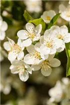 Malus sargentii - Kleinfruchtiger Zierapfel Malus sargentii - Kleinfruchtiger Zierapfel