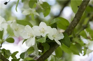 Malus sargentii - Kleinfruchtiger Zierapfel Malus sargentii - Kleinfruchtiger Zierapfel
