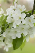 Malus sargentii - Kleinfruchtiger Zierapfel Malus sargentii - Kleinfruchtiger Zierapfel
