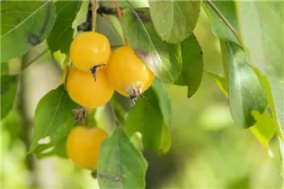 Malus sargentii - Kleinfruchtiger Zierapfel Malus sargentii - Kleinfruchtiger Zierapfel