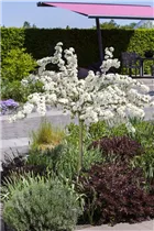 Malus 'Tina' - Zierapfel 'Tina' Malus 'Tina' - Zierapfel 'Tina'