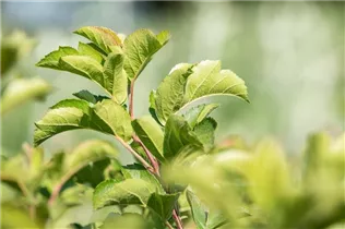 Malus sargentii 'Tina' - Zierapfel 'Tina' Malus sargentii 'Tina' - Zierapfel 'Tina'