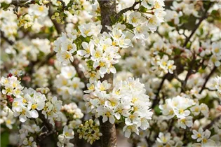 Malus sargentii 'Tina' - Zierapfel 'Tina' Malus sargentii 'Tina' - Zierapfel 'Tina'