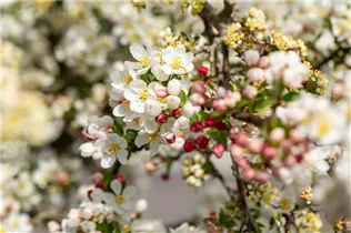 Malus sargentii 'Tina' - Zierapfel 'Tina' Malus sargentii 'Tina' - Zierapfel 'Tina'
