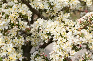 Malus sargentii 'Tina' - Zierapfel 'Tina' Malus sargentii 'Tina' - Zierapfel 'Tina'