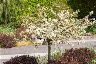 Malus sargentii 'Tina' - Zierapfel 'Tina' Malus sargentii 'Tina' - Zierapfel 'Tina'
