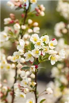 Malus sargentii 'Tina' - Zierapfel 'Tina' Malus sargentii 'Tina' - Zierapfel 'Tina'
